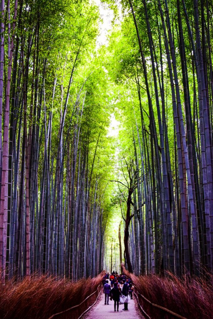 Explore the serene Arashiyama Bamboo Grove in Kyoto, Japan's iconic forest trail.